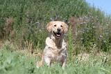 GOLDEN RETRIEVER 251